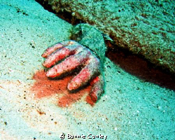 Dead Hand!  I came upon this horror while diving at Grand... by Bonnie Conley 